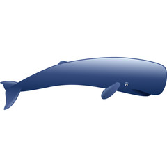 Cute sperm whale mammal cartoon