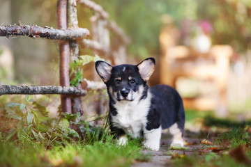 tricolor corgi puppy posing outdoors