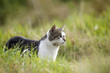 Cat in the green grass