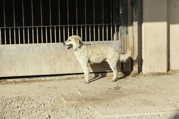 Dog afraid profile