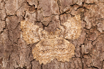 Moth camouflage on the wooden bark