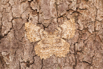 Moth camouflage on the wooden bark