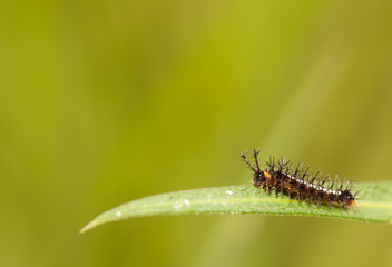 Caterpillar close up