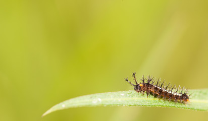 Caterpillar close up