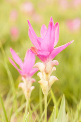 Siam tulip flower blossom in rainny season