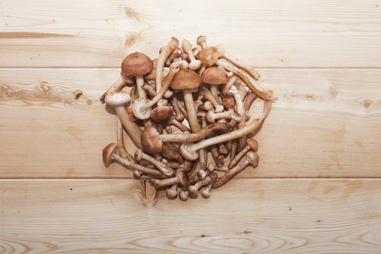 bunch of honey agaric mushrooms on wooden background