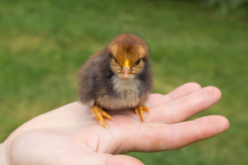 Female hands holding a chick