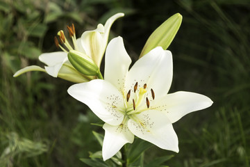 Fototapeta na wymiar Beautiful white lilies blossomed - of green background
