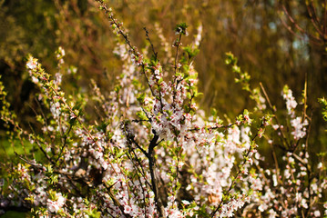 Blossoming spring tree with white and red flowers