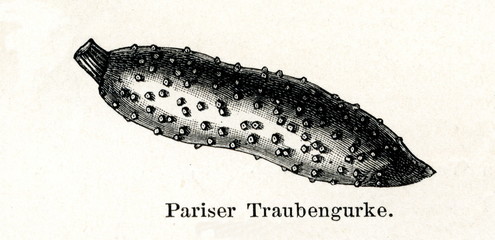 Fototapeta premium Pickling cucumber (Cucumis sativus or Cucumis anguria) (from Meyers Lexikon, 1895, 7/288/289)