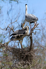 Héron cendré en Camargue - Pont de Gau