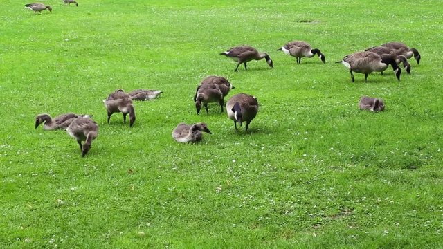 Kanadag&auml;nse auf der Parkwiese.