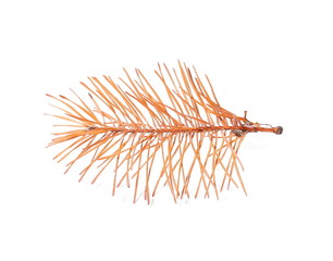 yellow dry pine twigs isolated on white background