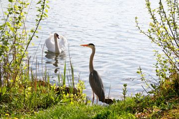 Obraz premium Graureiher an der Alten Donau