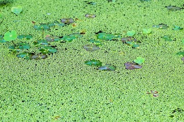 Green leaves background