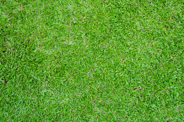 Fototapeta premium Green grass lawn field in top view for background