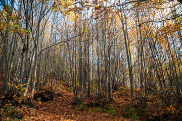 The volcano Etna woods in autumn