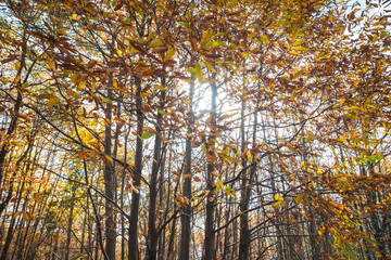 Fototapeta premium The volcano Etna woods in autumn