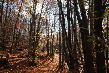 The volcano Etna woods in autumn