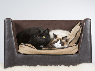 Rag doll and a domestic cat on a sofa. Image taken in a studio.