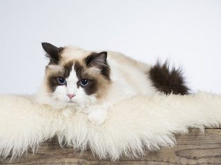 Ragdoll portrait. Image taken in a studio.