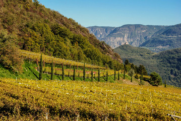 Goldener Herbst im Weinberg von Südtirol