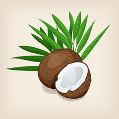 Whole and half coconut with leaves. Vector illustration.