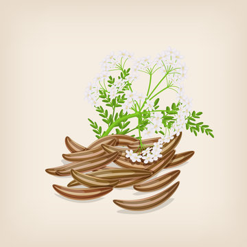 Cumin seed with flowers and leaves. Vector illustration.