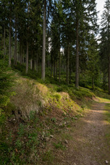 Fototapeta na wymiar Thüringer Wald