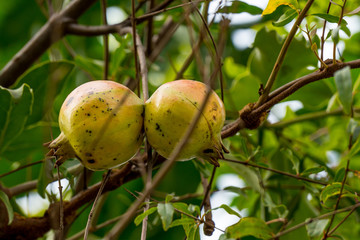 pomegranate on tree 