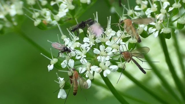 Fliegen in der Eifelwiese