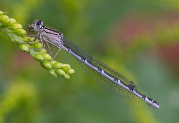 Immature Female Common blue damselfly 