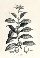 Coffee shrub of Arabia (Coffea arabica) (from Meyers Lexikon, 1895, 7/338/339) - obrazy, fototapety, plakaty