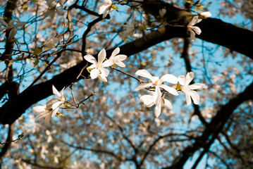 Charming white flowers of magnolia tree. Spring in Lviv, Ukraine