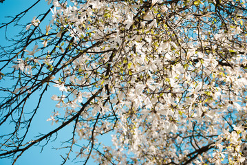 Charming white flowers of magnolia tree. Spring in Lviv, Ukraine