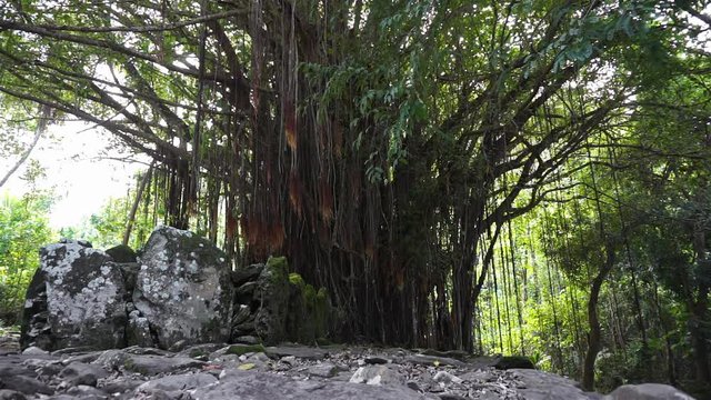 Large banyan tree at the site of an ancient stone structure marae (sacred place), Maeva, Huahine island, south Pacific, French Polynesia
