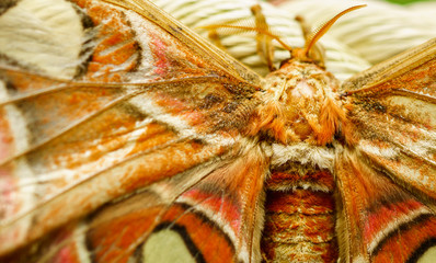 Obraz premium Nahaufnahme Schmetterling