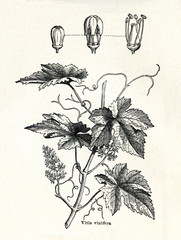 Common grape vine (Vitis vinifera) (from Meyers Lexikon, 1895, 7/338/339)