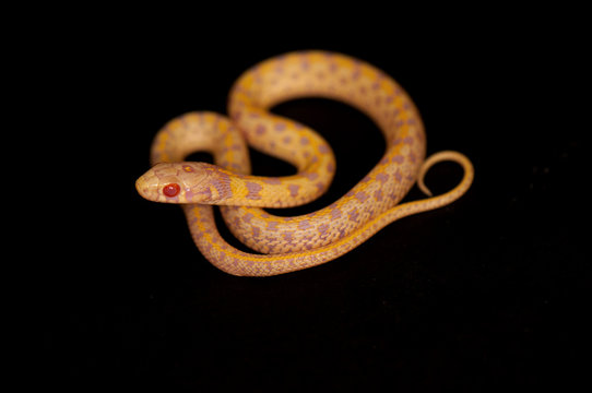 Yellow tiny corn snake on black background