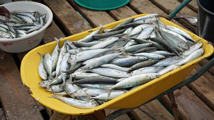 fresh fish