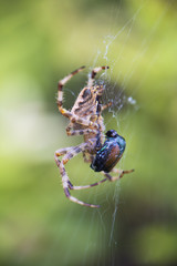Cross Orbweaver spider macro