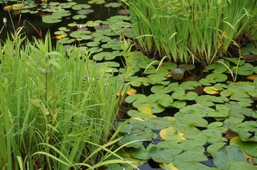 lily pad pond