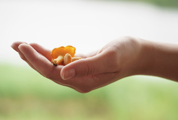 fresh chanterelle mushrooms in female teen hand