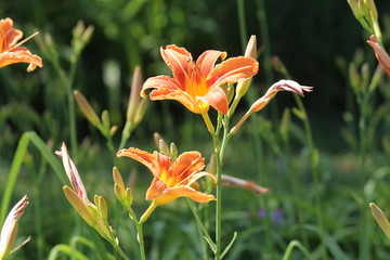 Orange day lily (Hemerocallis) beside an old country road. Day lilies are rugged, adaptable,...