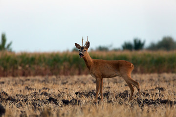 roe buck