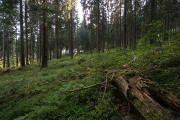 Thüringer Wald