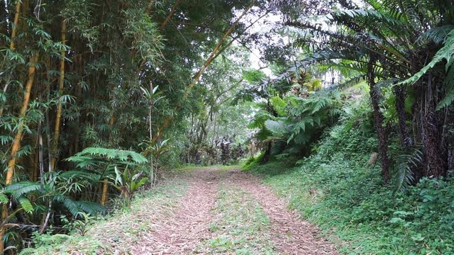 Tropical vegetation and a path leading to the heights of Rurutu island, motionless, south Pacific, Austral archipelago, French Polynesia
