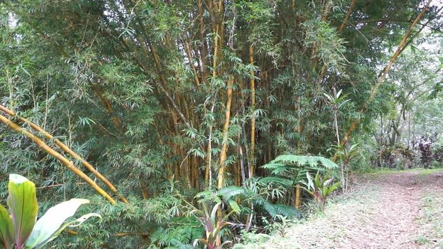 Panning shot, tropical vegetation and a path leading to the heights of Rurutu island, south Pacific, Austral archipelago, French Polynesia
