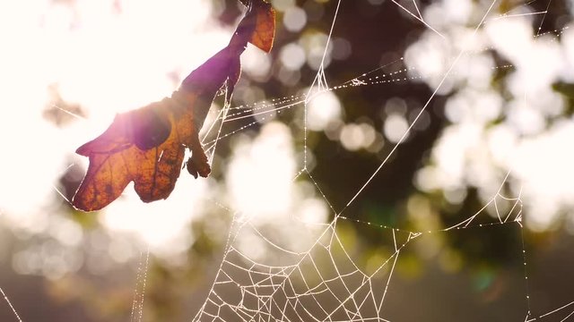 Spinnennetz mit Morgentau an Eichenbaum