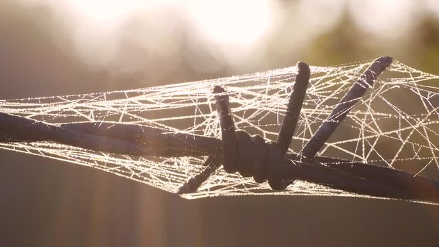 Stacheldraht mit Spinnweben und Morgentau